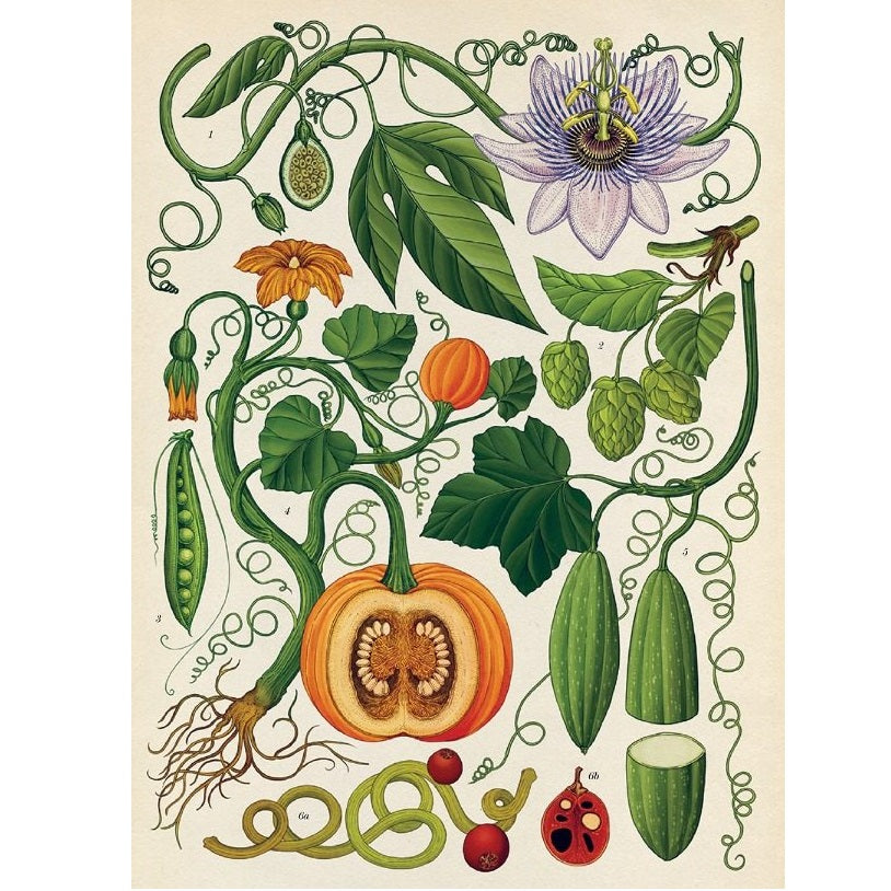 Botanicum Botanicum
